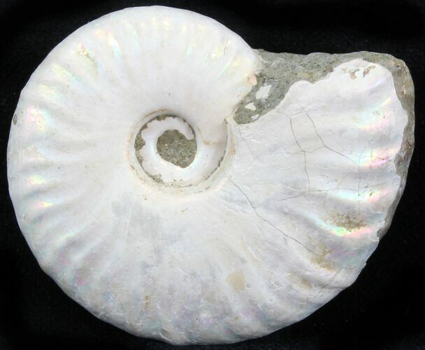 Silver Iridescent Ammonite - Madagascar #29864